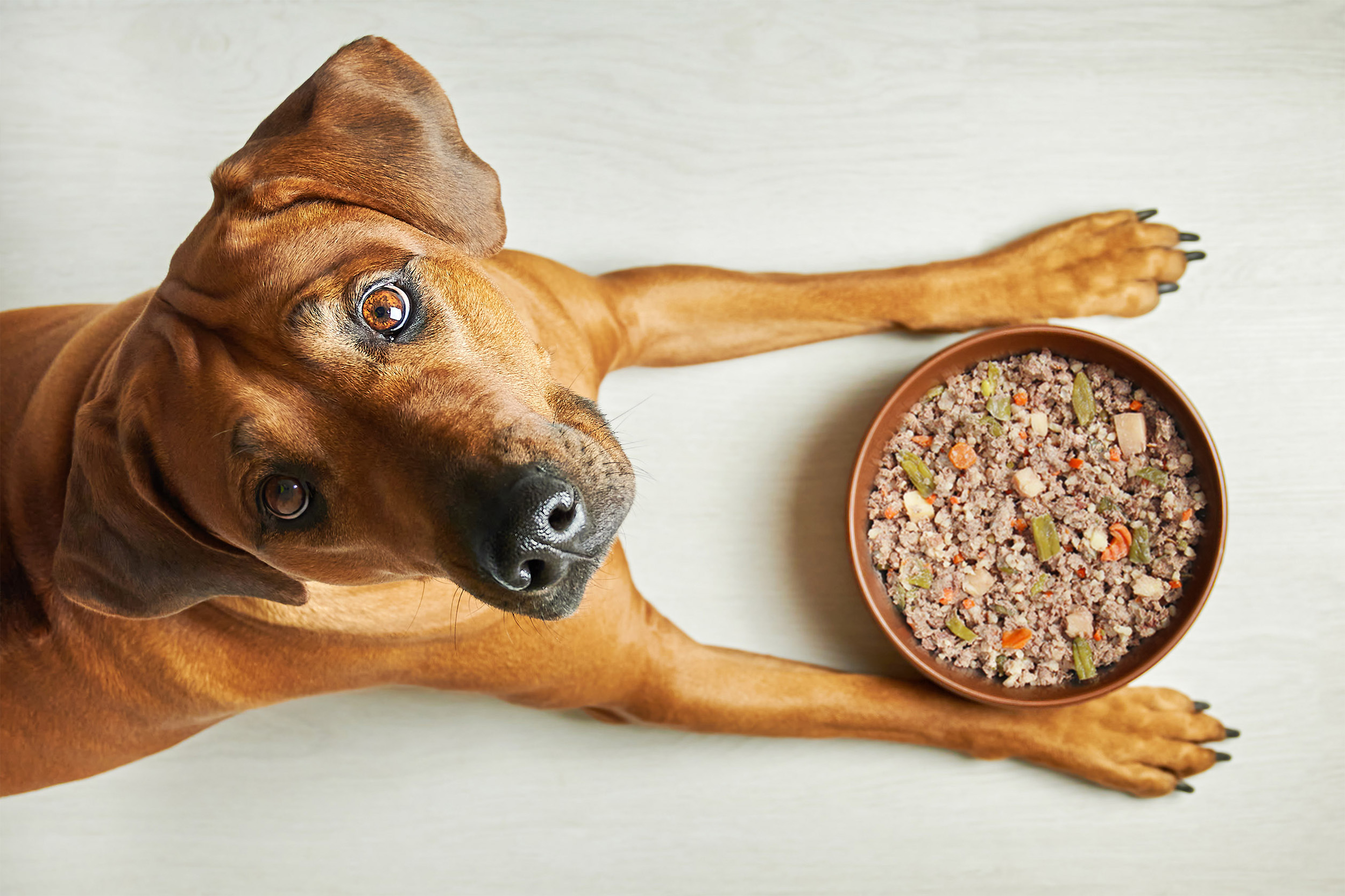 Hungry brown dog with full bowl, looking at camera, top viewF
